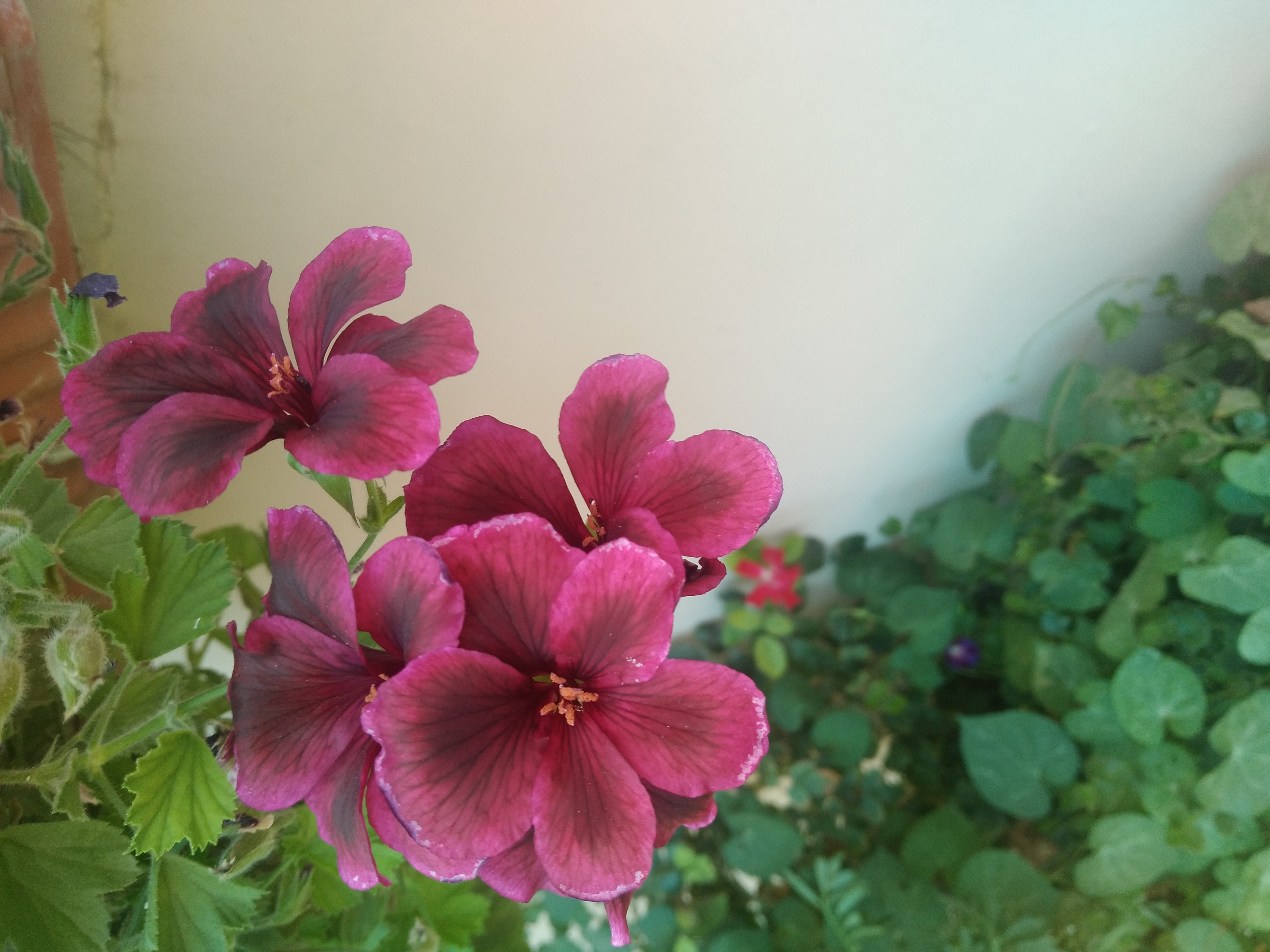"�������� ������� �������� ������ �������."🌹(������