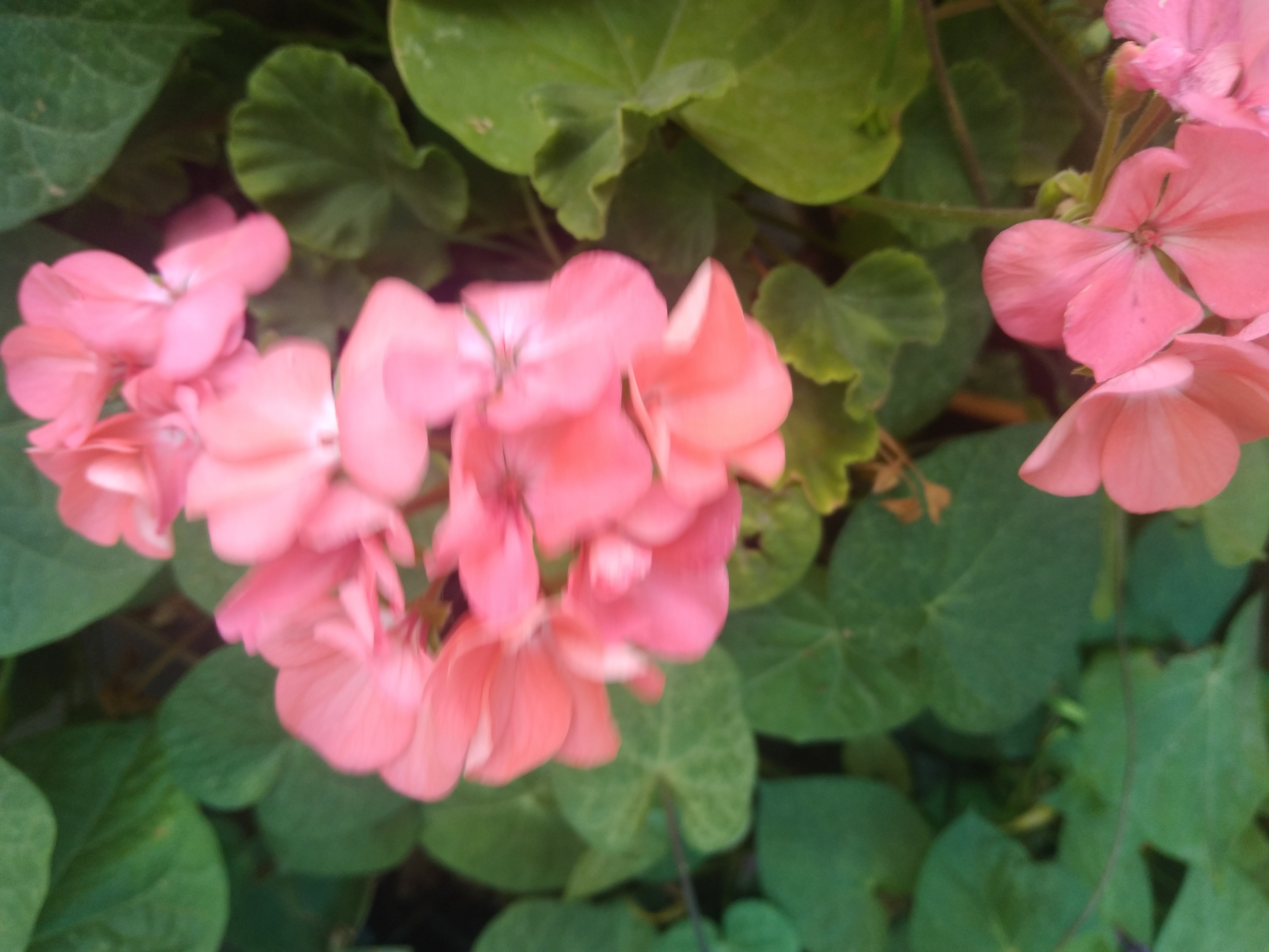"�������� ������� �������� ������ �������."🌹(������