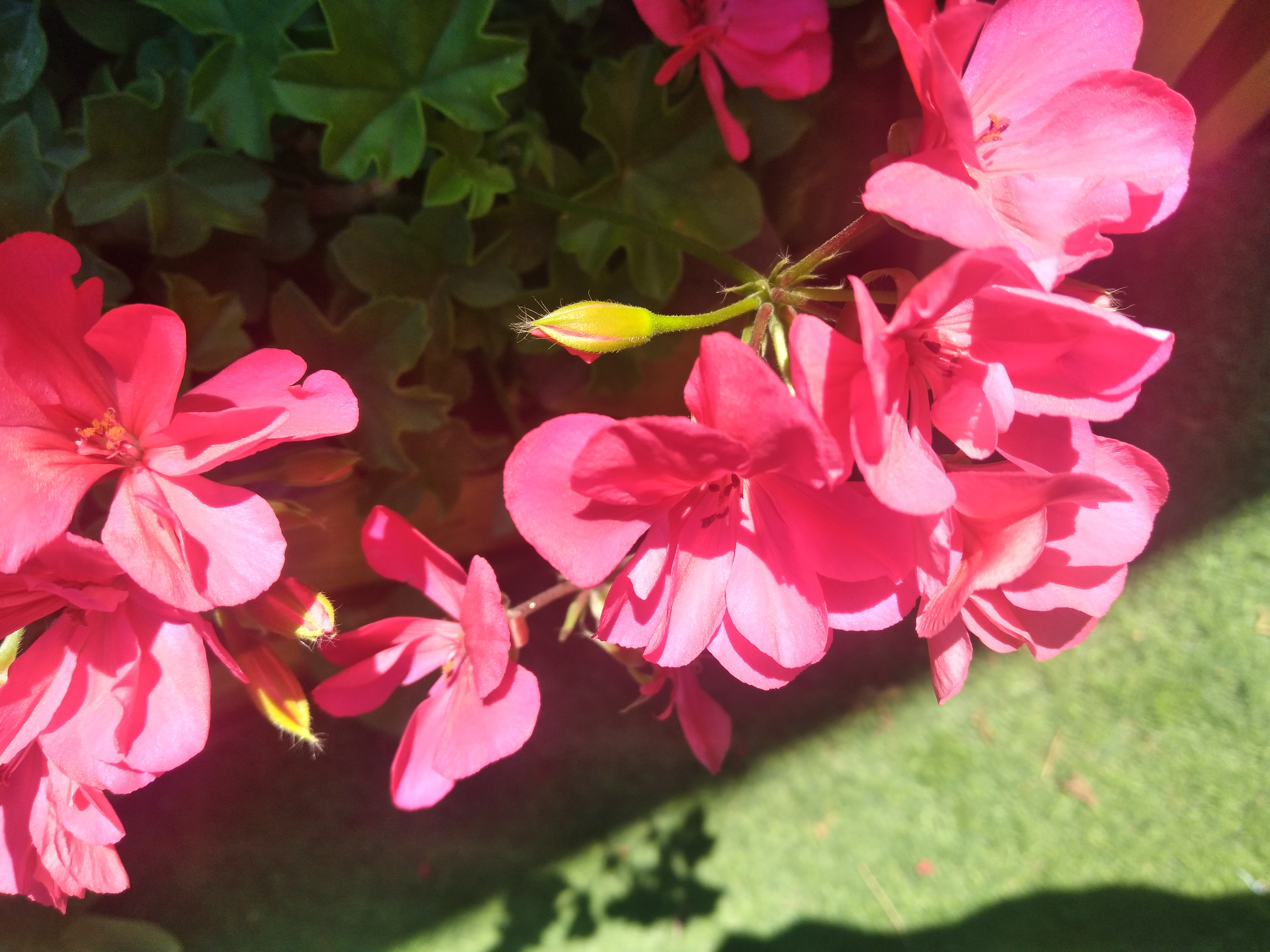 "�������� ������� �������� ������ �������."🌹(������