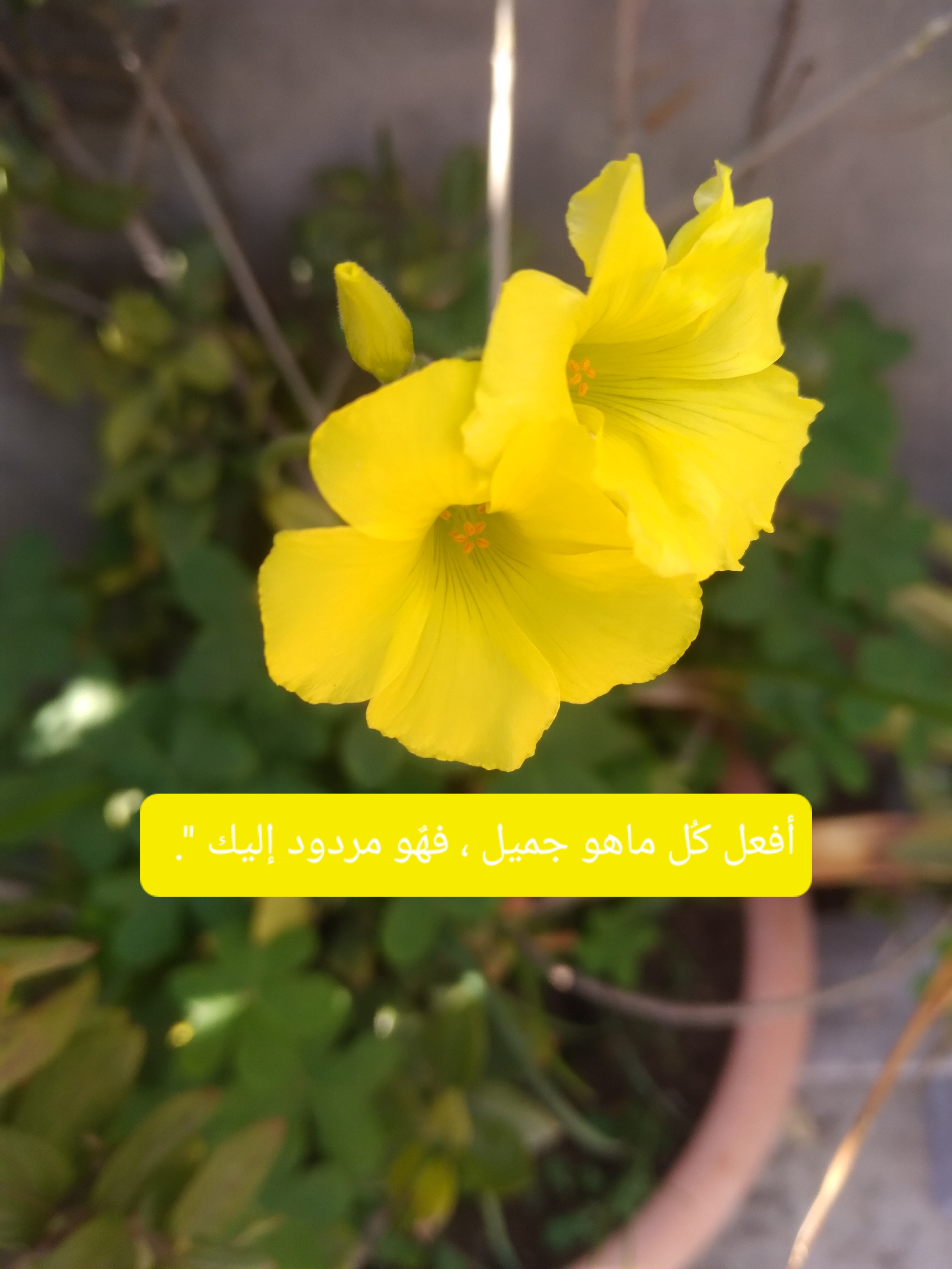 ������~🌹