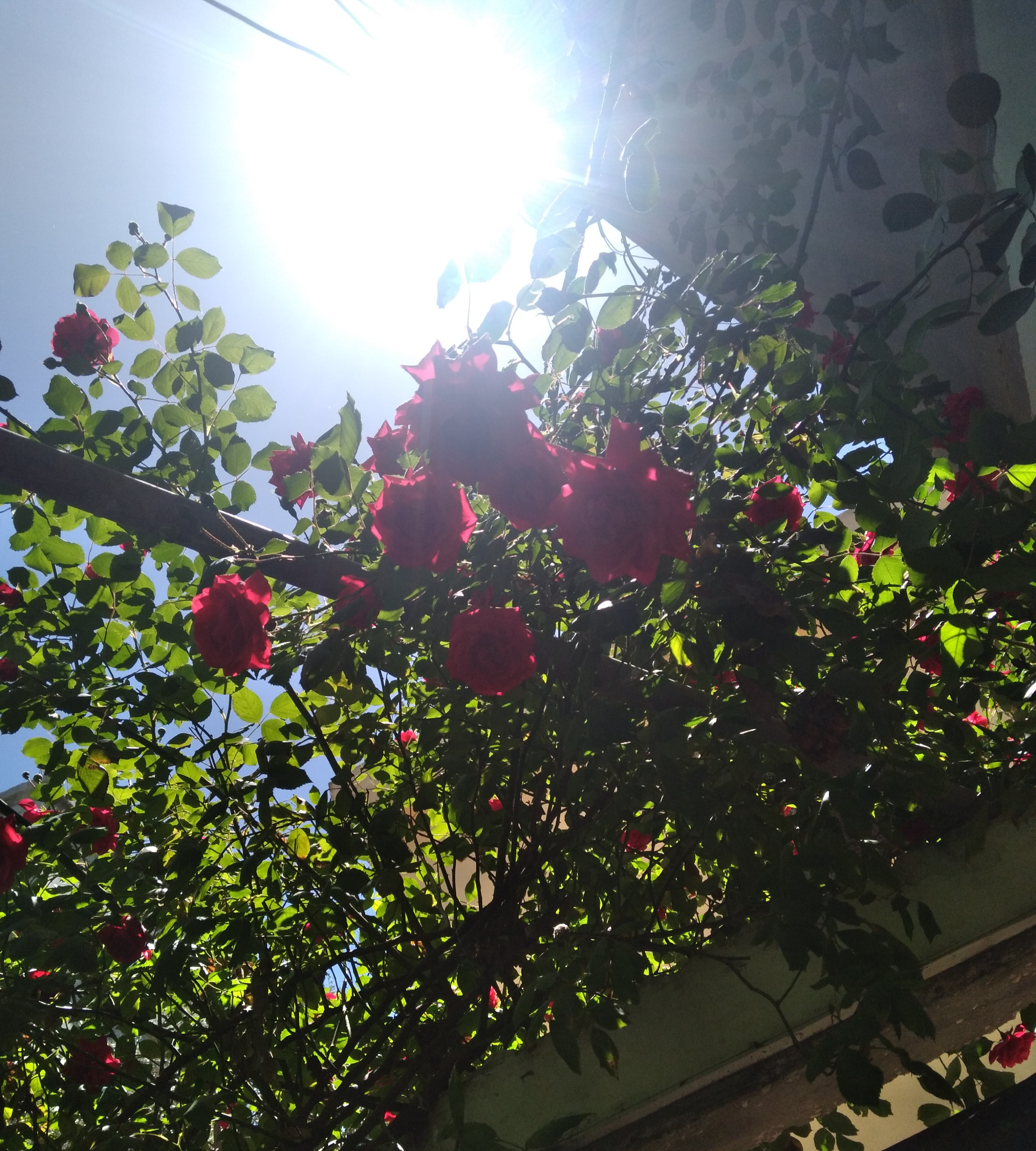������~🌹