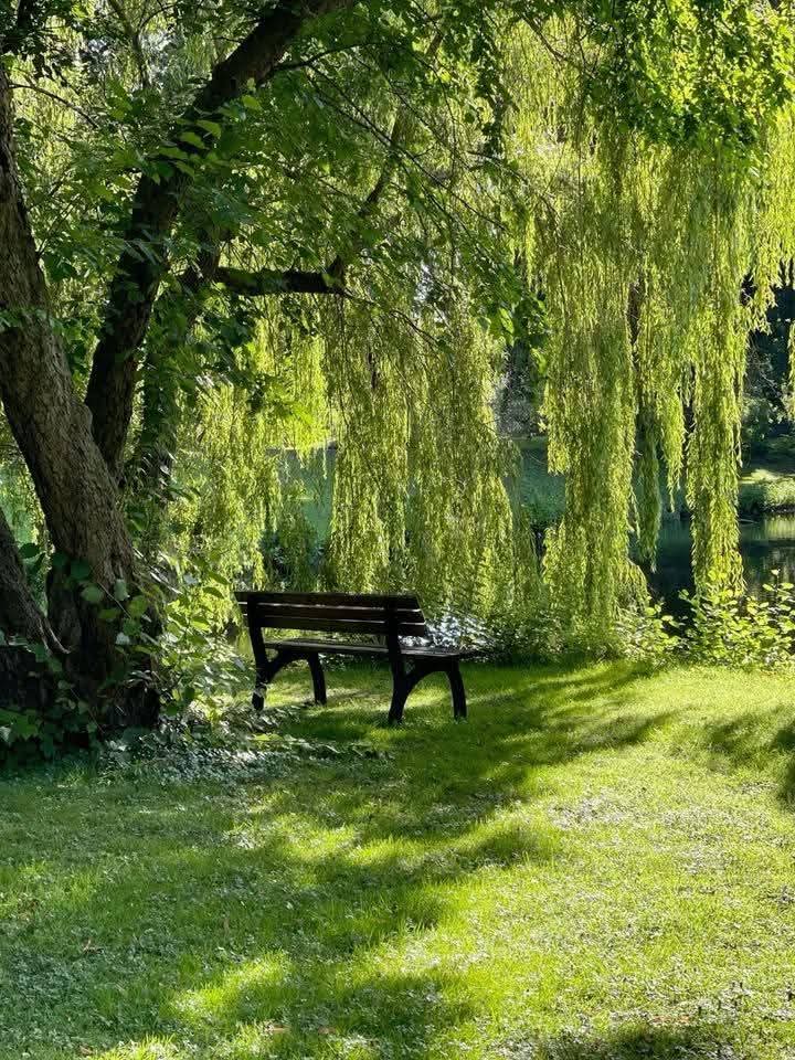 ������� ����� ���� ����� ������🌿💚