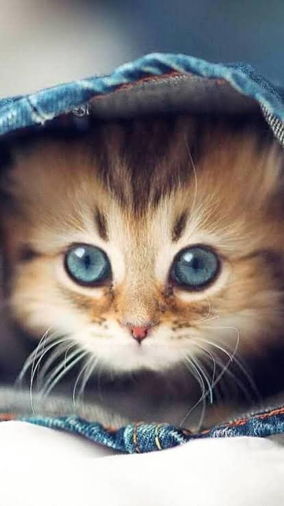 صور قطط كيوت