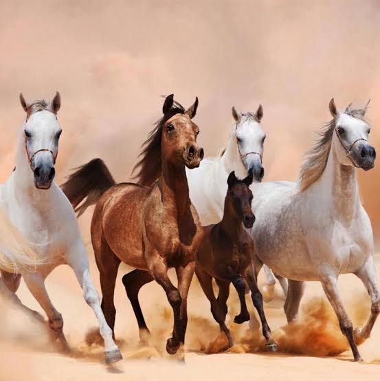 صور خيول عربية أصيلة
