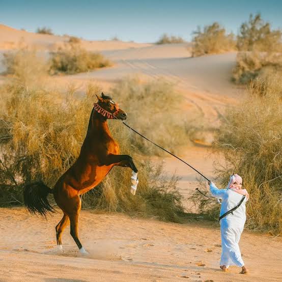 صور خيول عربية أصيلة