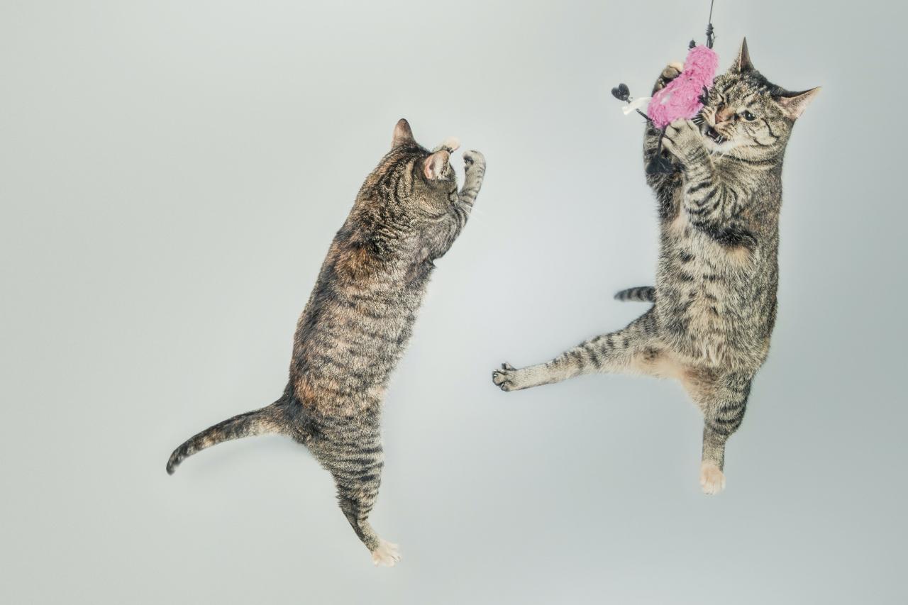 صور قطط خلفيات قطط جوال وكمبيوتر رائعة 3D