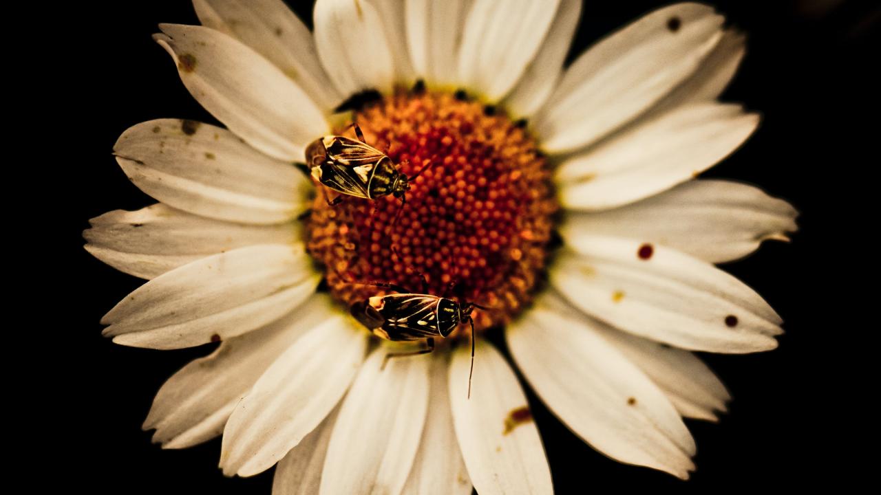 صور نحل وخلفيات خلايا نحل رائعة تنفع خلفية للجوال والكمبيوتر صور نحل وخلفيات خلايا نحل رائعة تنفع خلفية للجوال والكمبيوتر